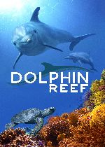 Dolphin Reef