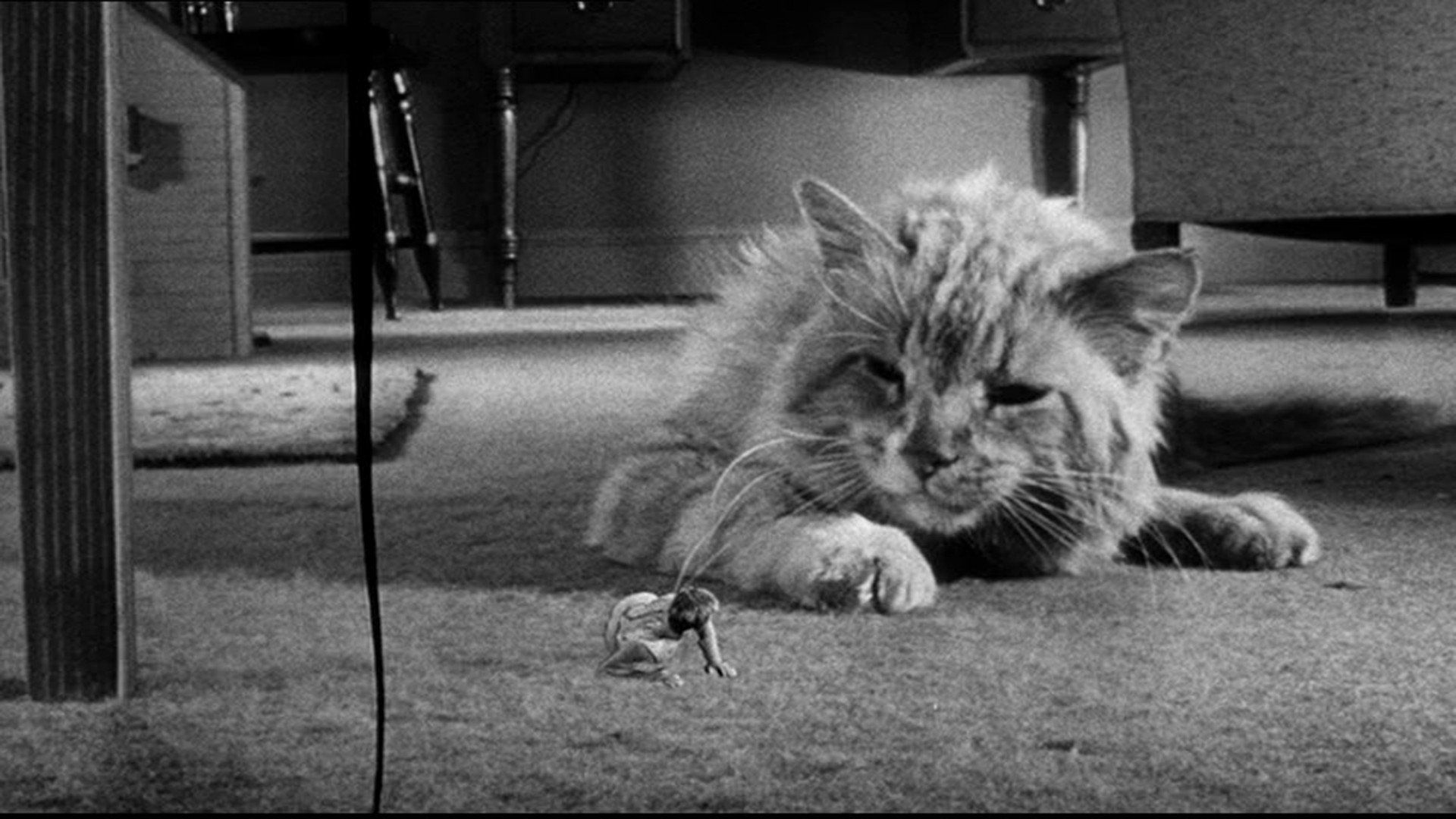 The Incredible Shrinking Man