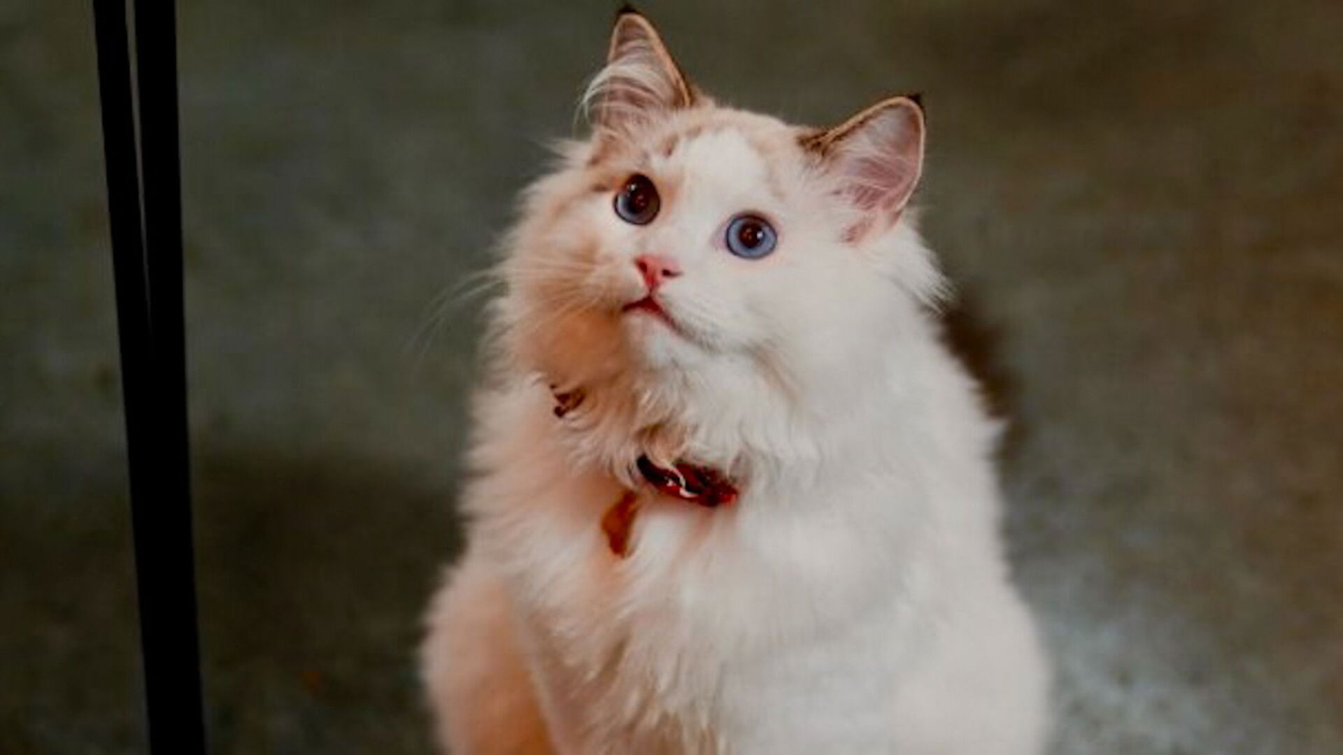 Christmas at the Catnip Cafe