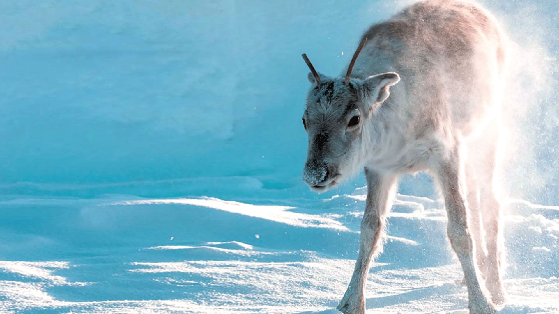 A Reindeers Journey (Une odyssée en Laponie)