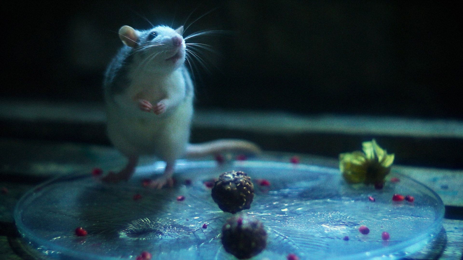 Chainsaws Were Singing