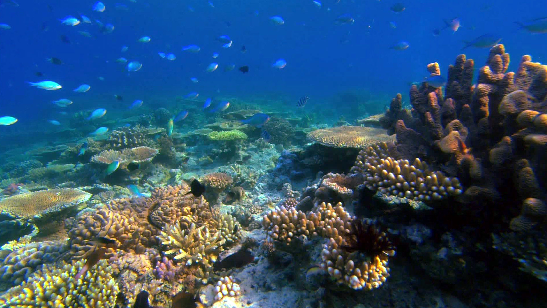 Great Barrier Reef