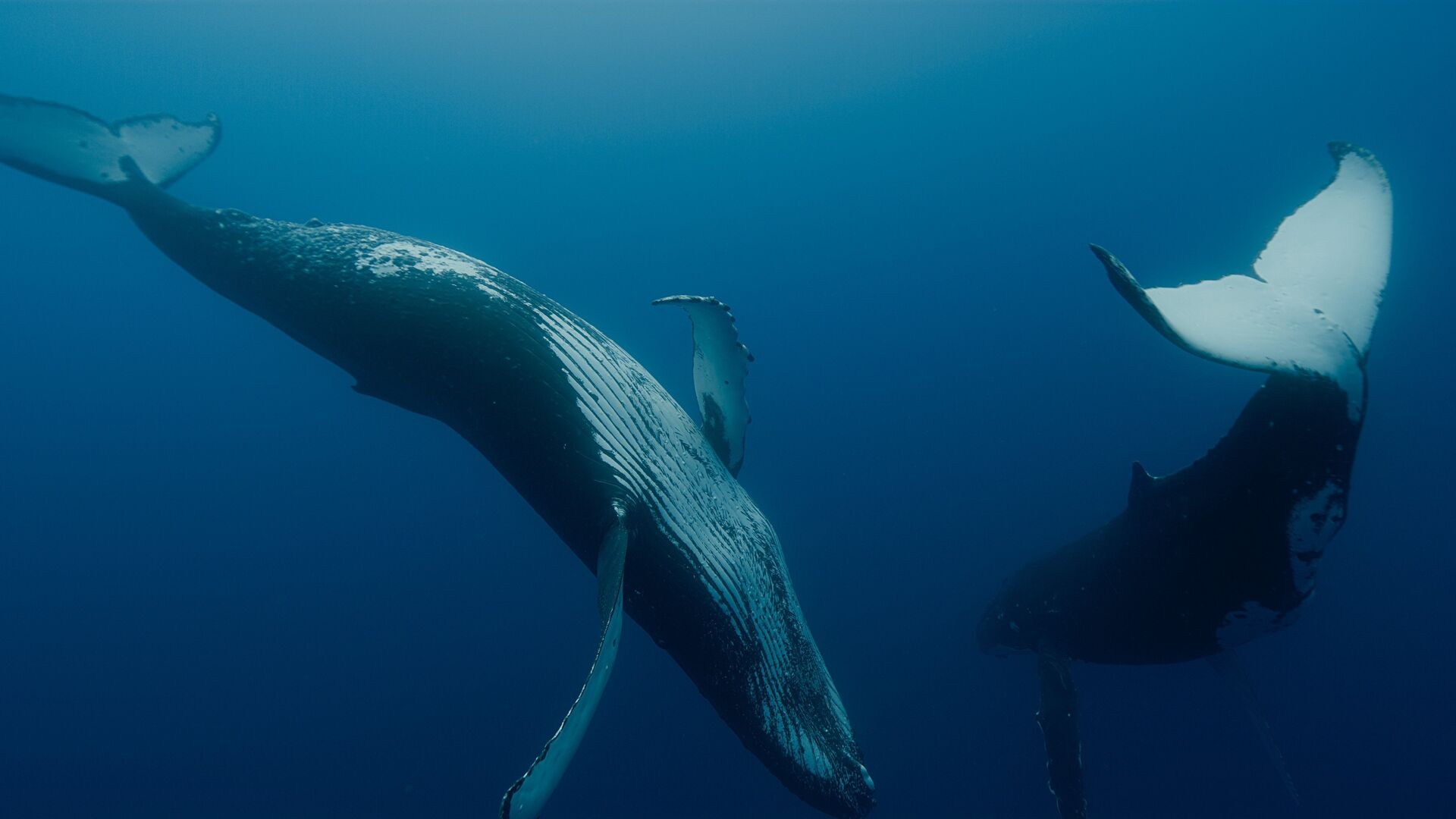 Whale Nation (Les gardiennes de la planète)