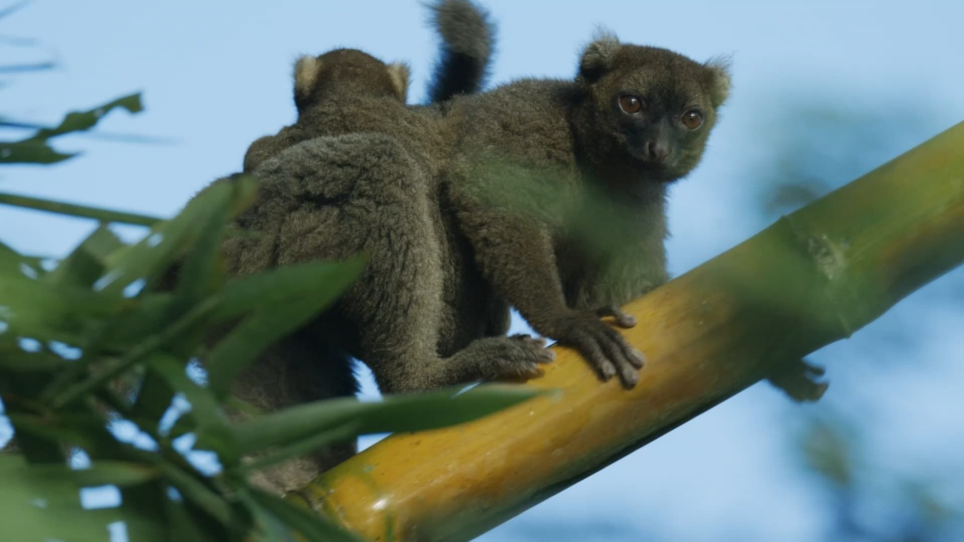 Madagascar: Africas Galapagos