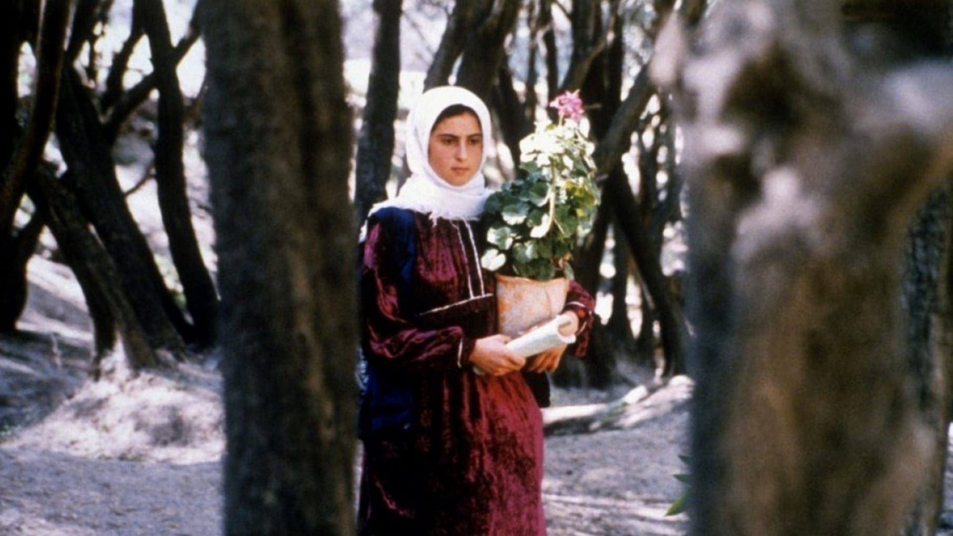 Through the Olive Trees