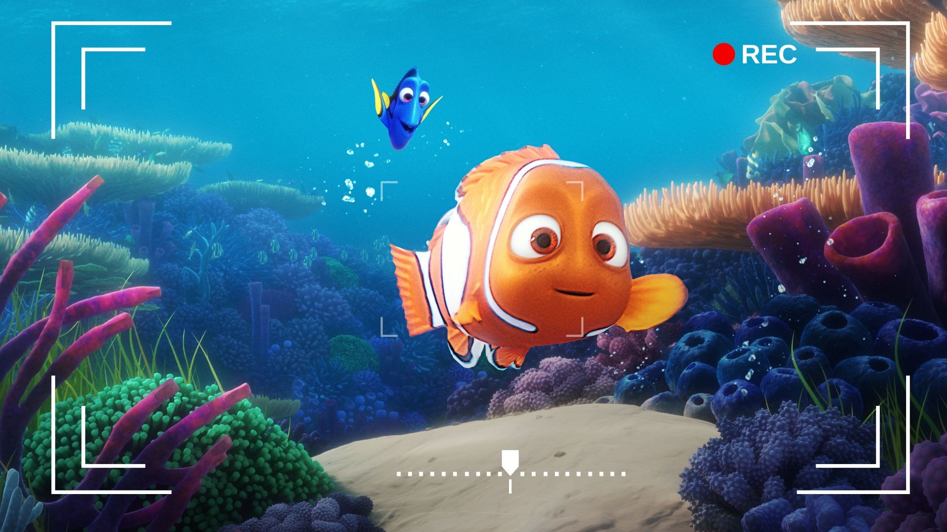 Dorys Reef Cam