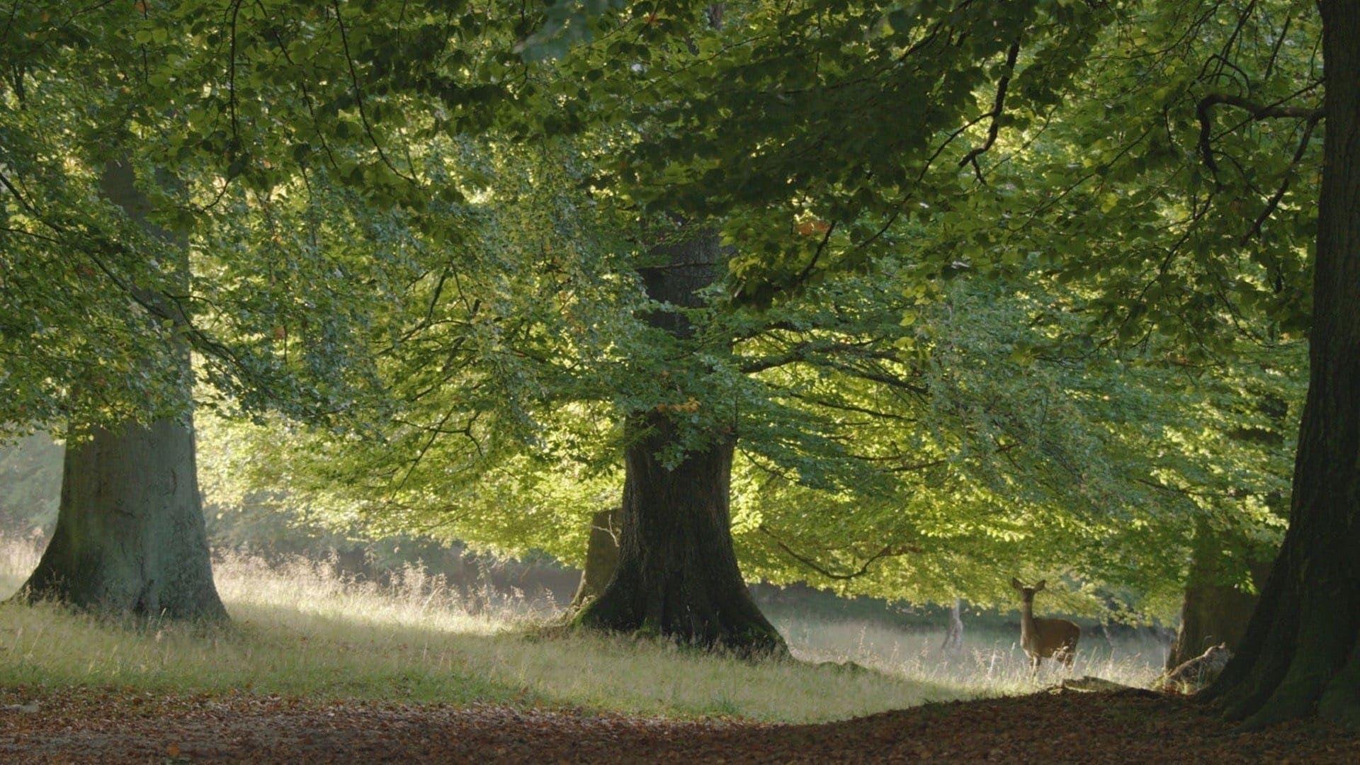 The Hidden Life of Trees (Das geheime Leben der Bäume)