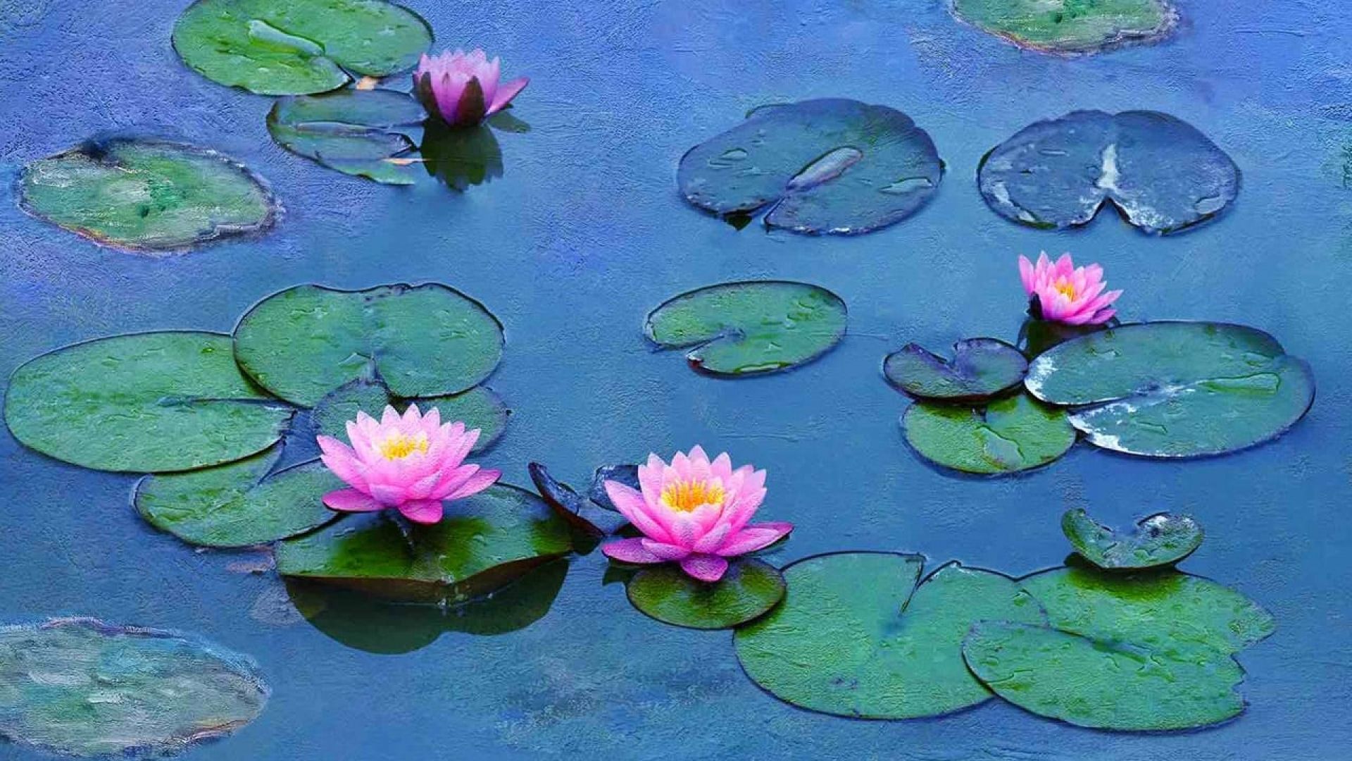 Water Lilies of Monet - The Magic of Water and Light