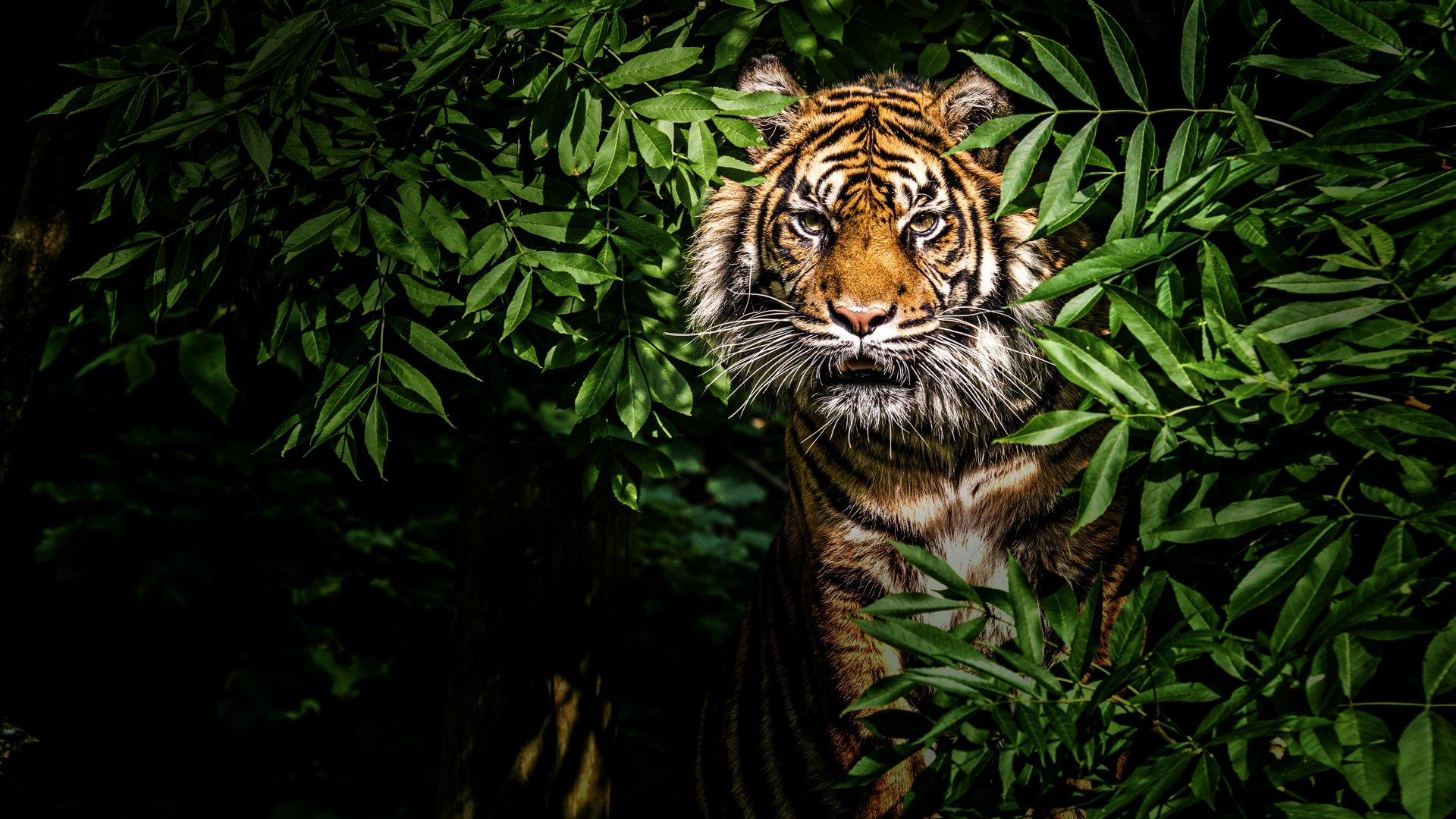 Thailands Wild Cats