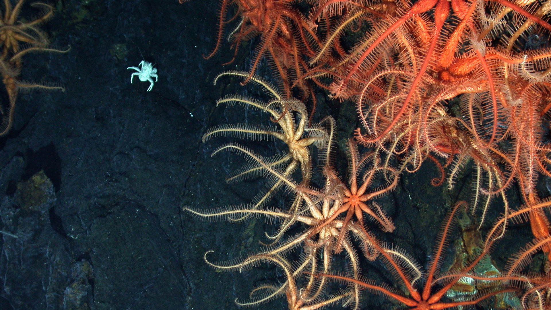 Volcanoes of the Deep Sea