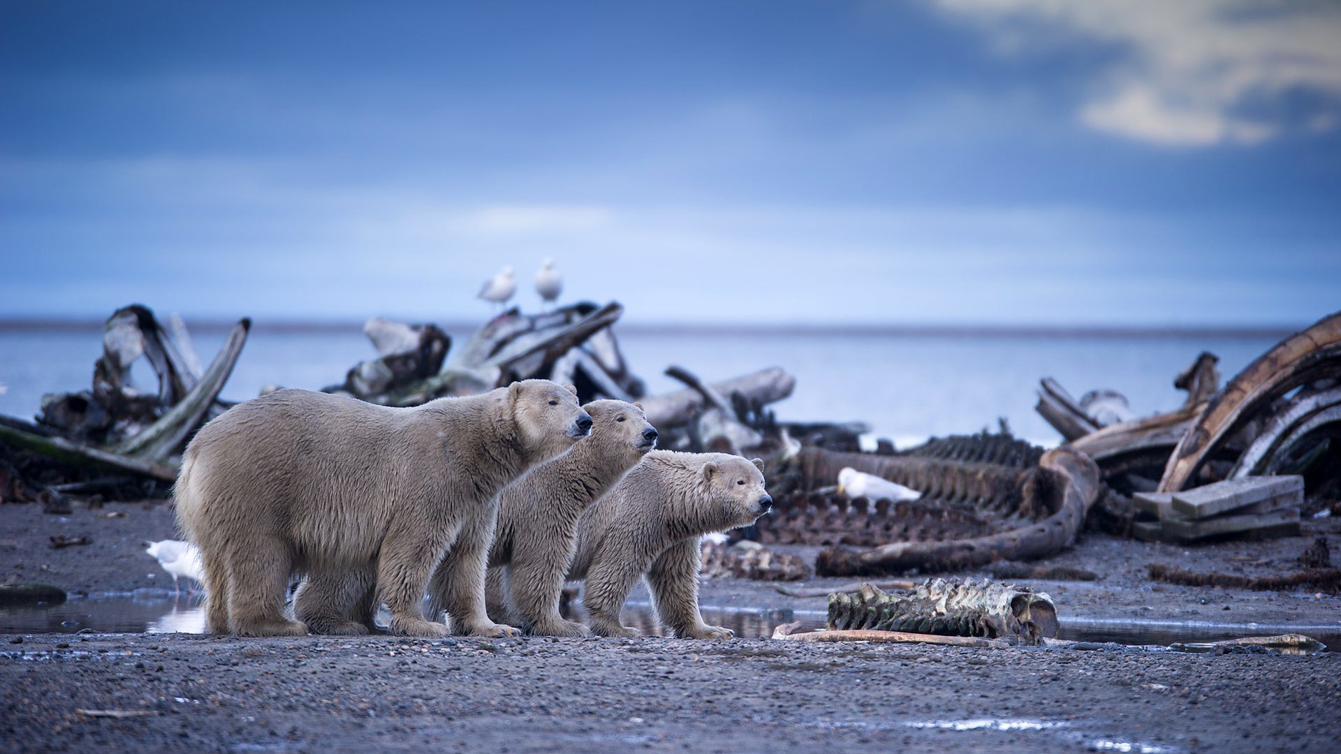 Alaska: Earth's Frozen Kingdom