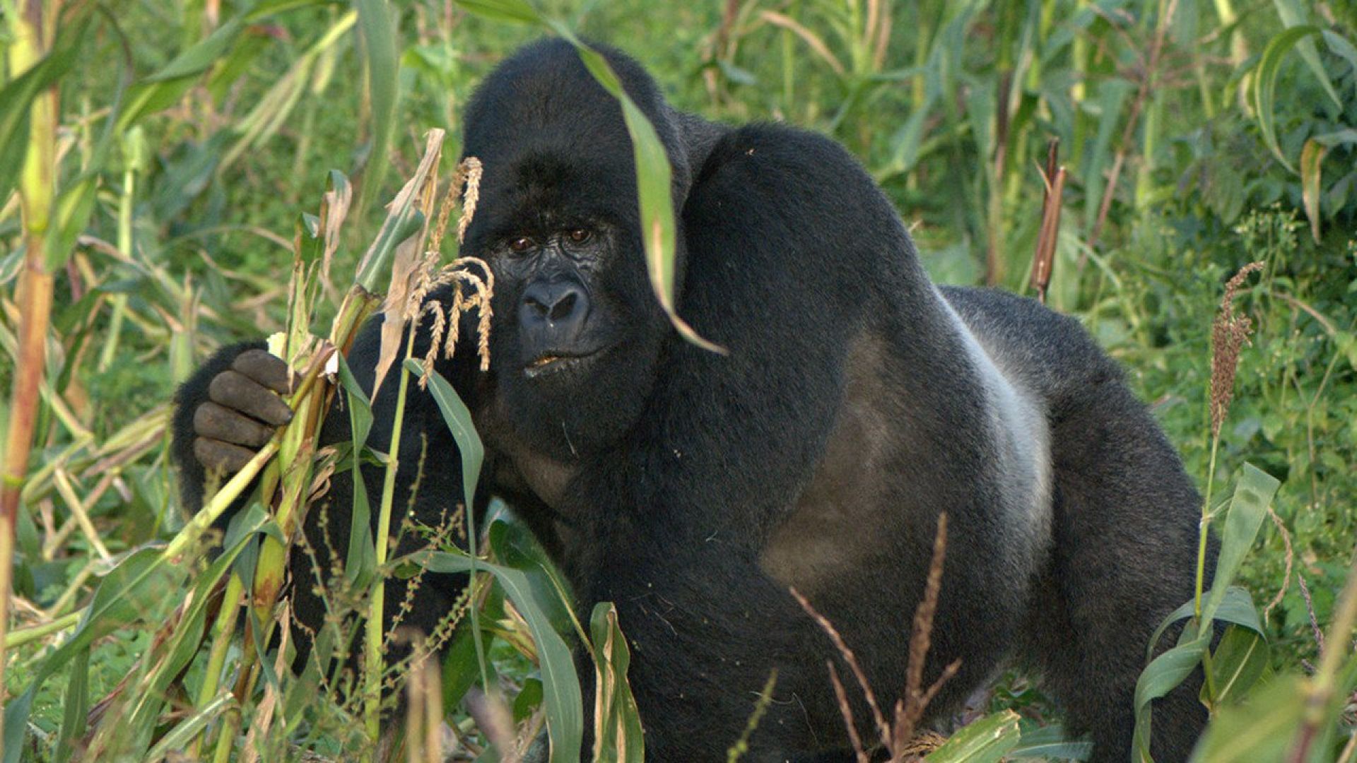 Mountain Gorilla