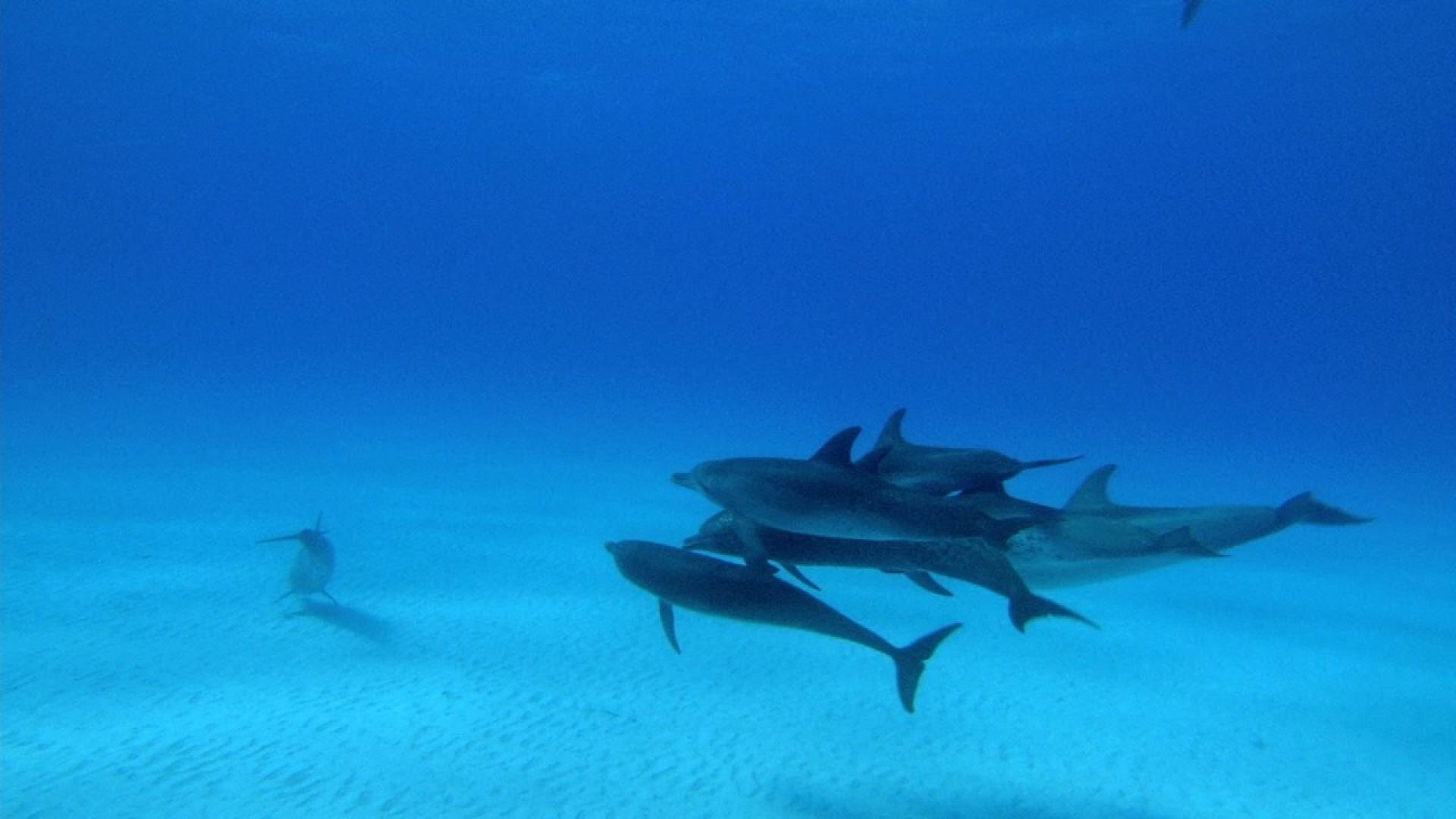 Dolphins and Whales 3D: Tribes of the Ocean