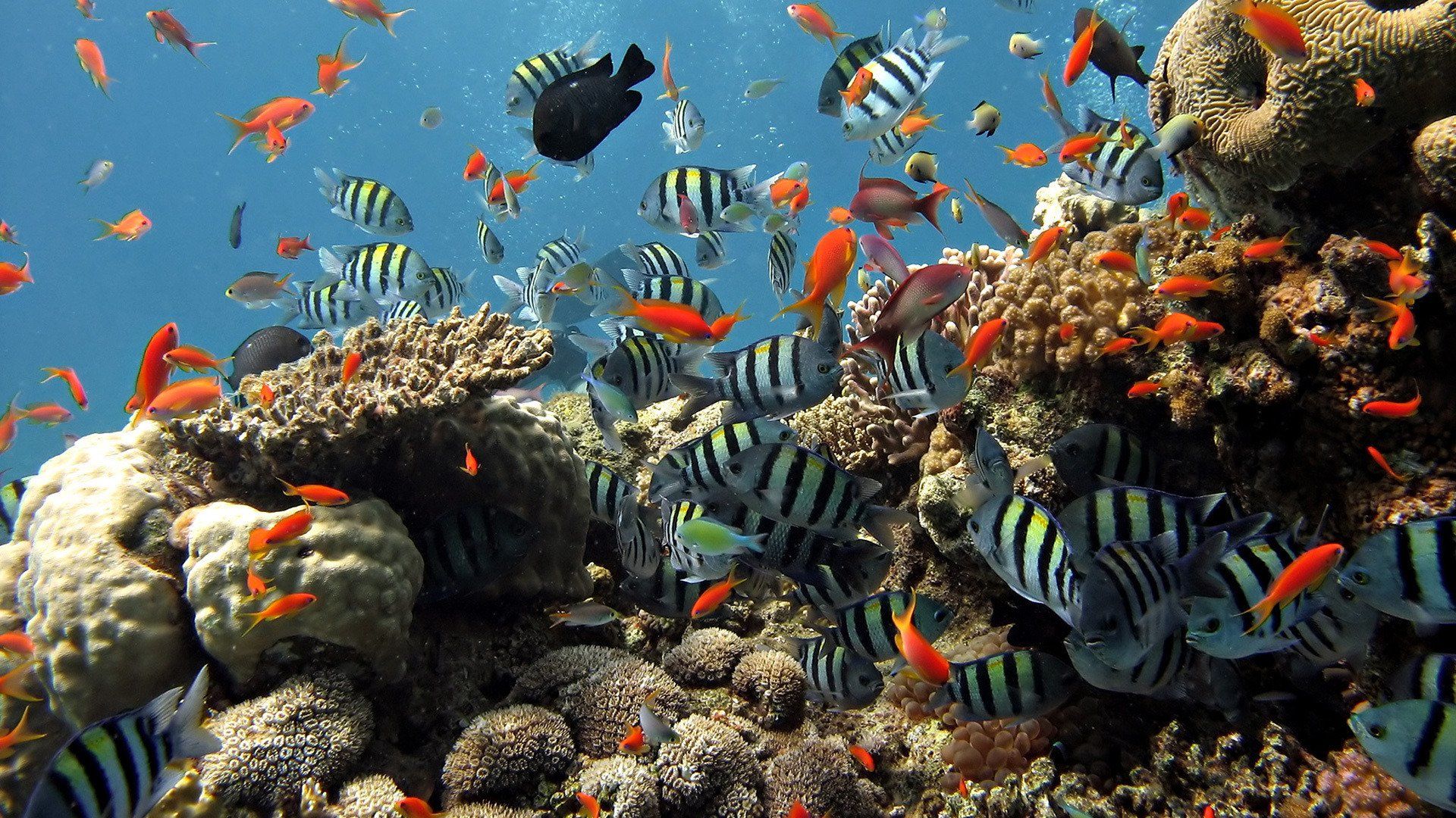 Great Barrier Reef