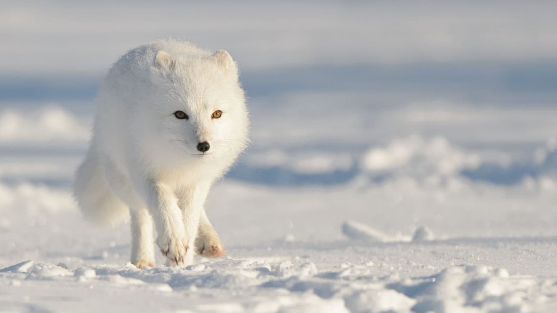 Strange Creatures of the Arctic