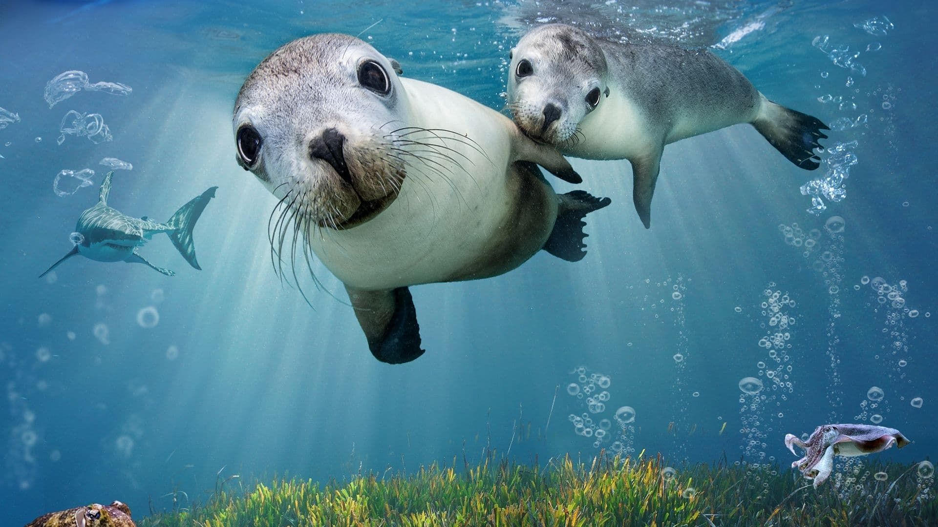 Sea Lions: Life by a Whisker