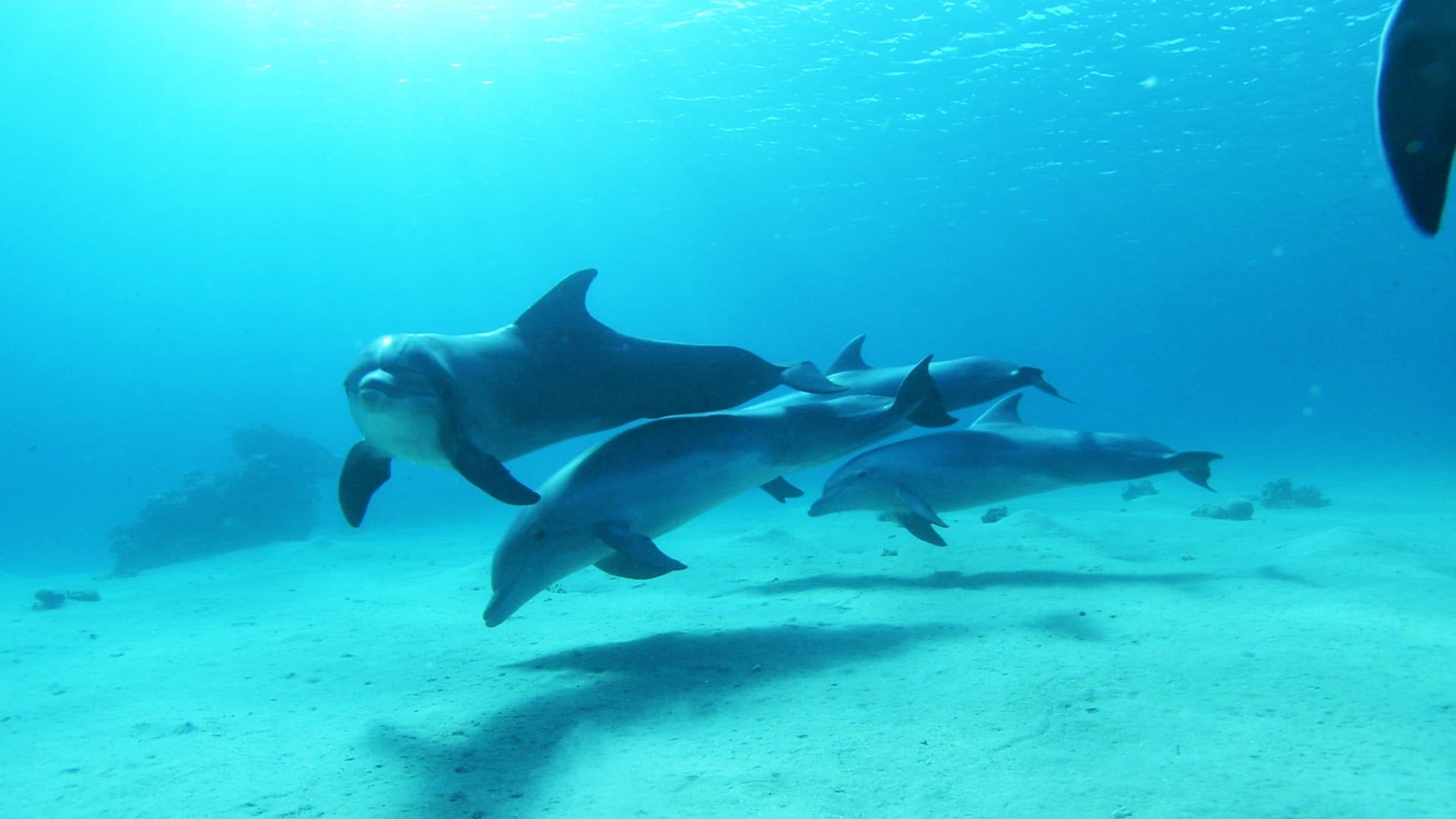 Dolphins in the Deep Blue Ocean