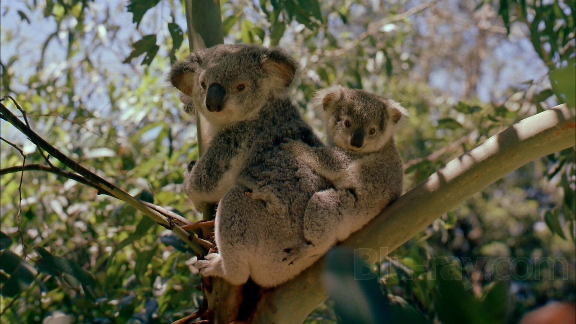 Australia: Land Beyond Time