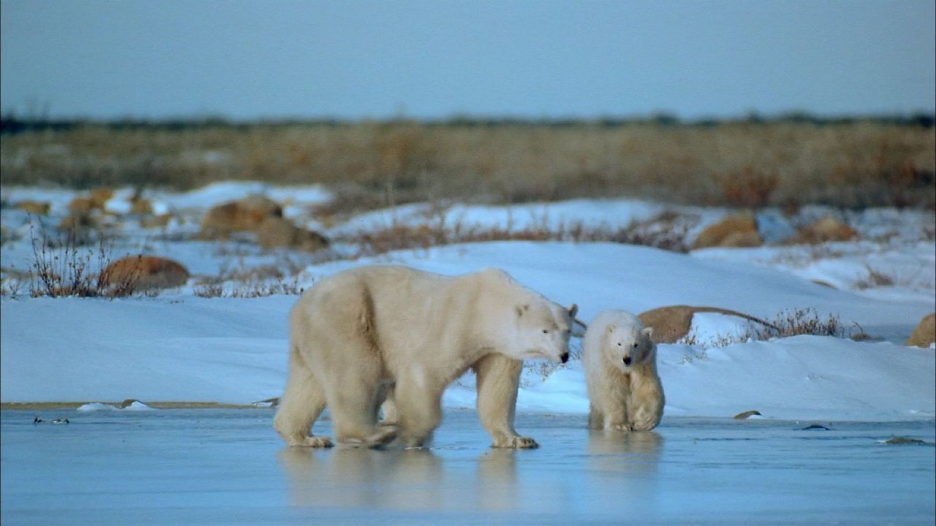 Alaska: Spirit of the Wild