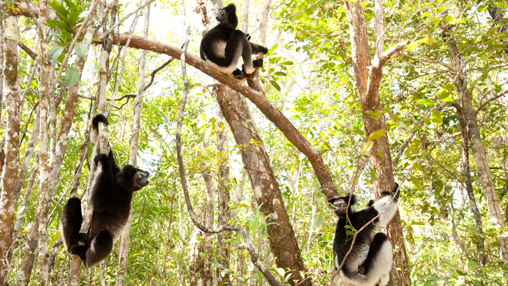 Island of Lemurs: Madagascar