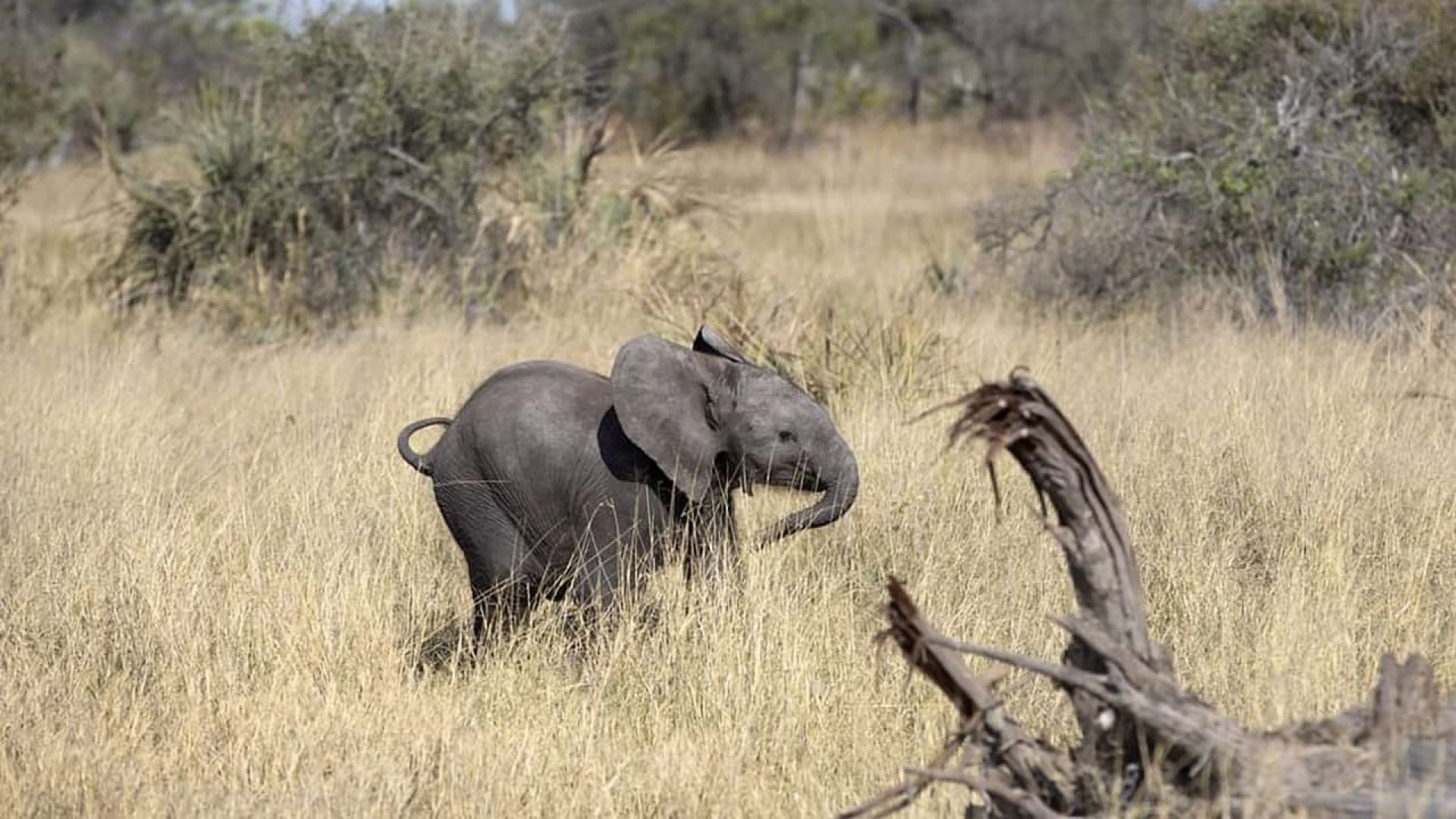 Naledi: A Baby Elephants Tale