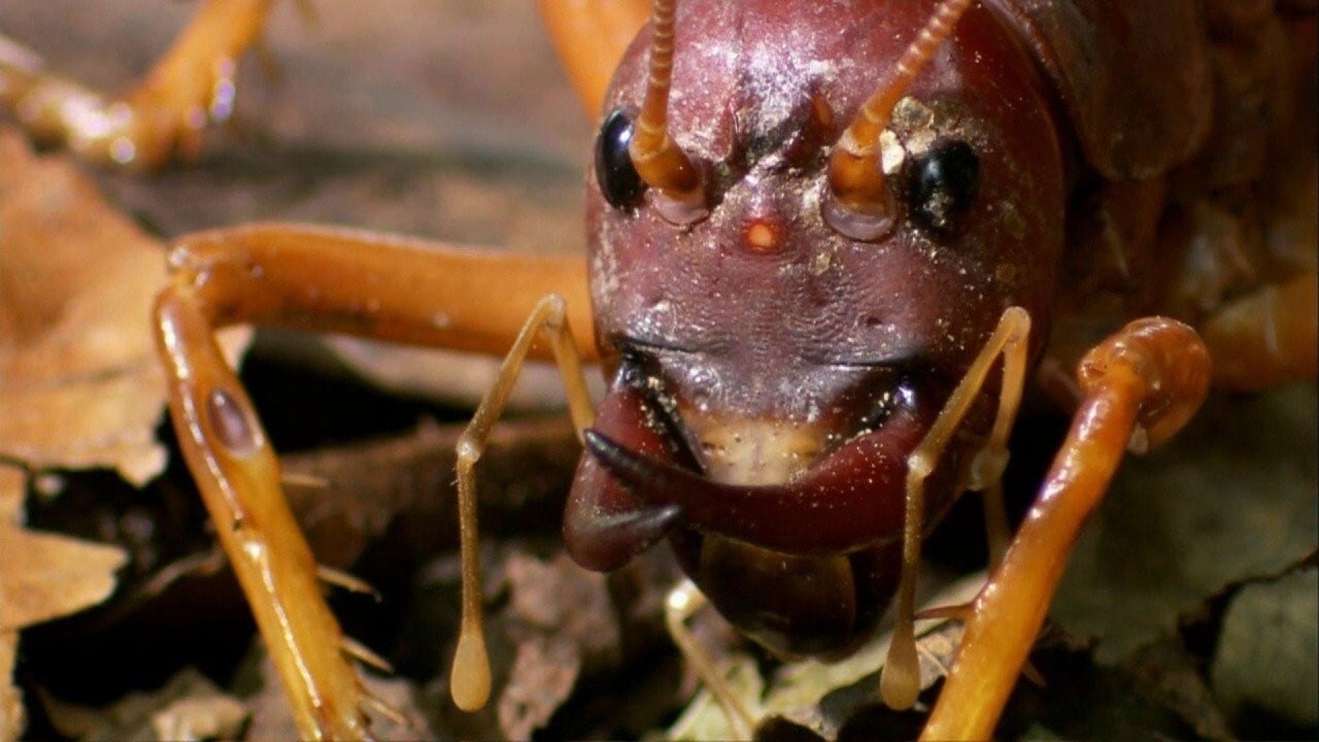 Worlds Biggest and Baddest Bugs