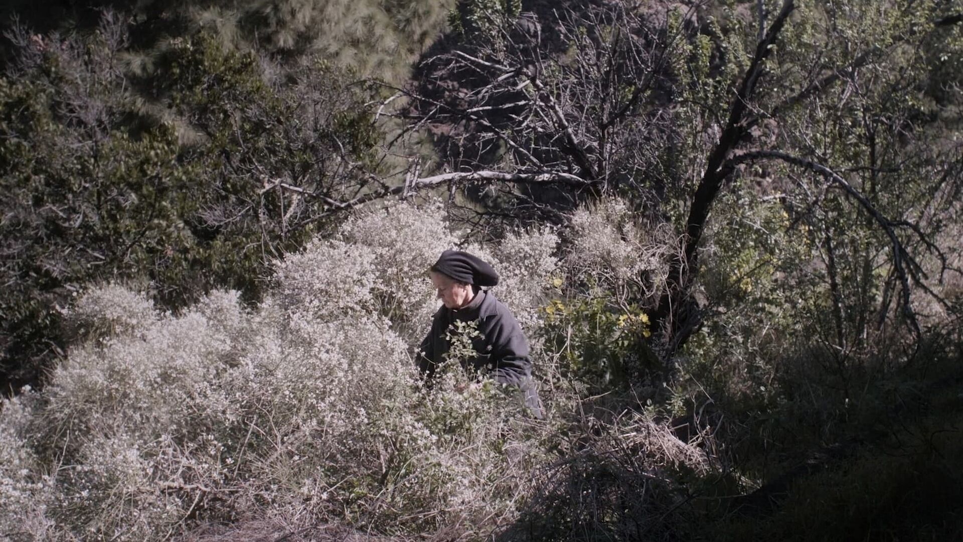 The Undergrowth (La hojarasca)