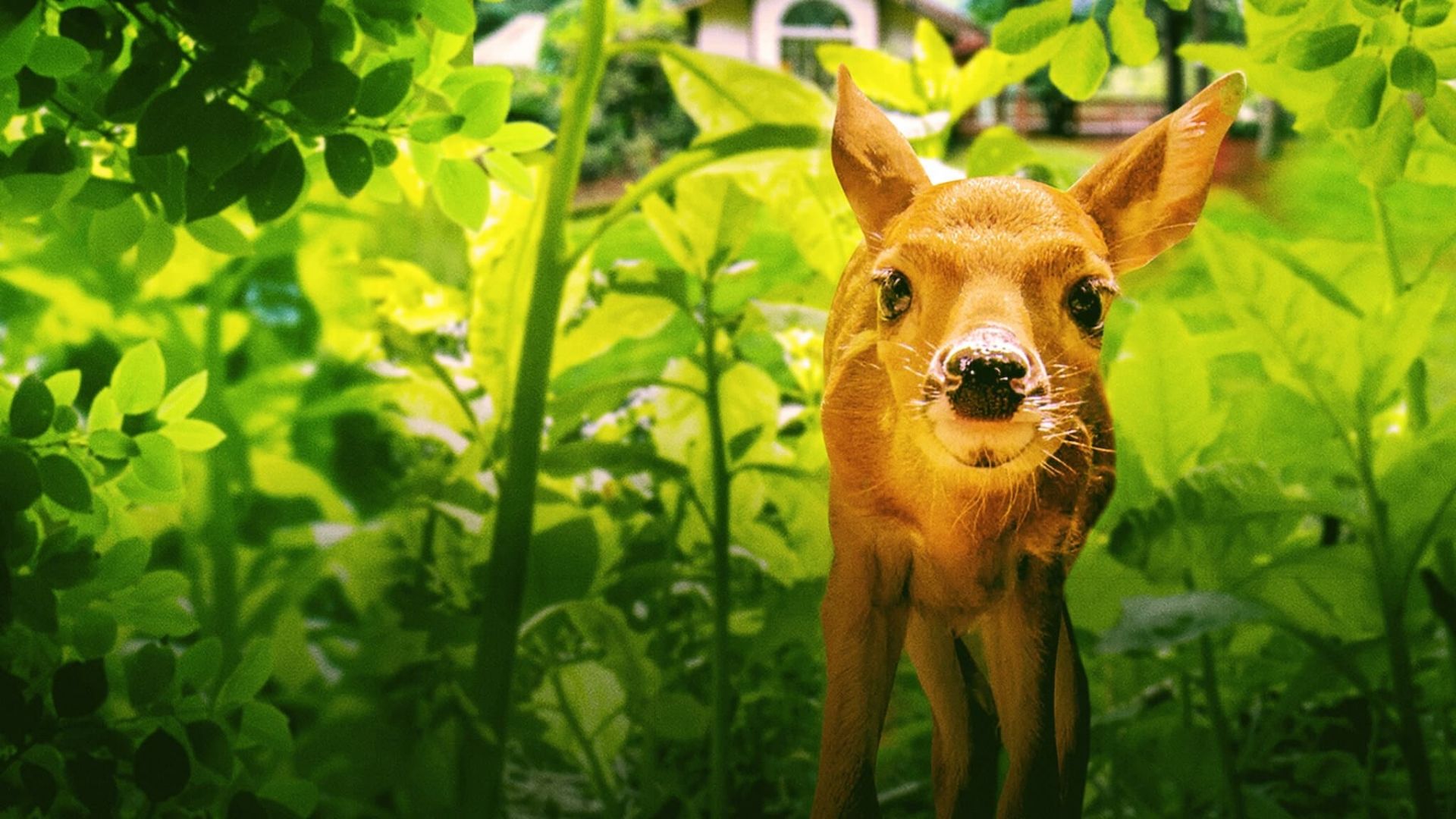 Backyard Wilderness