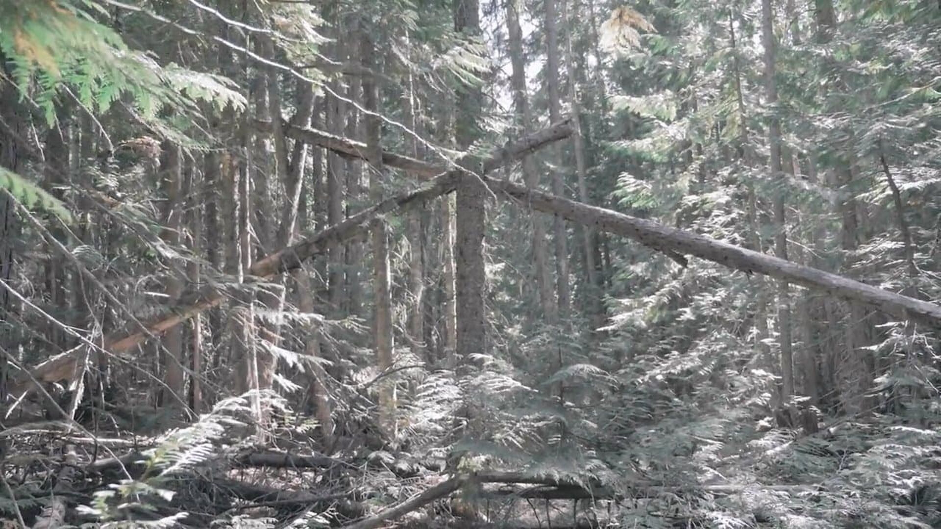 Bigfoot Encounters in the Pacific Northwest