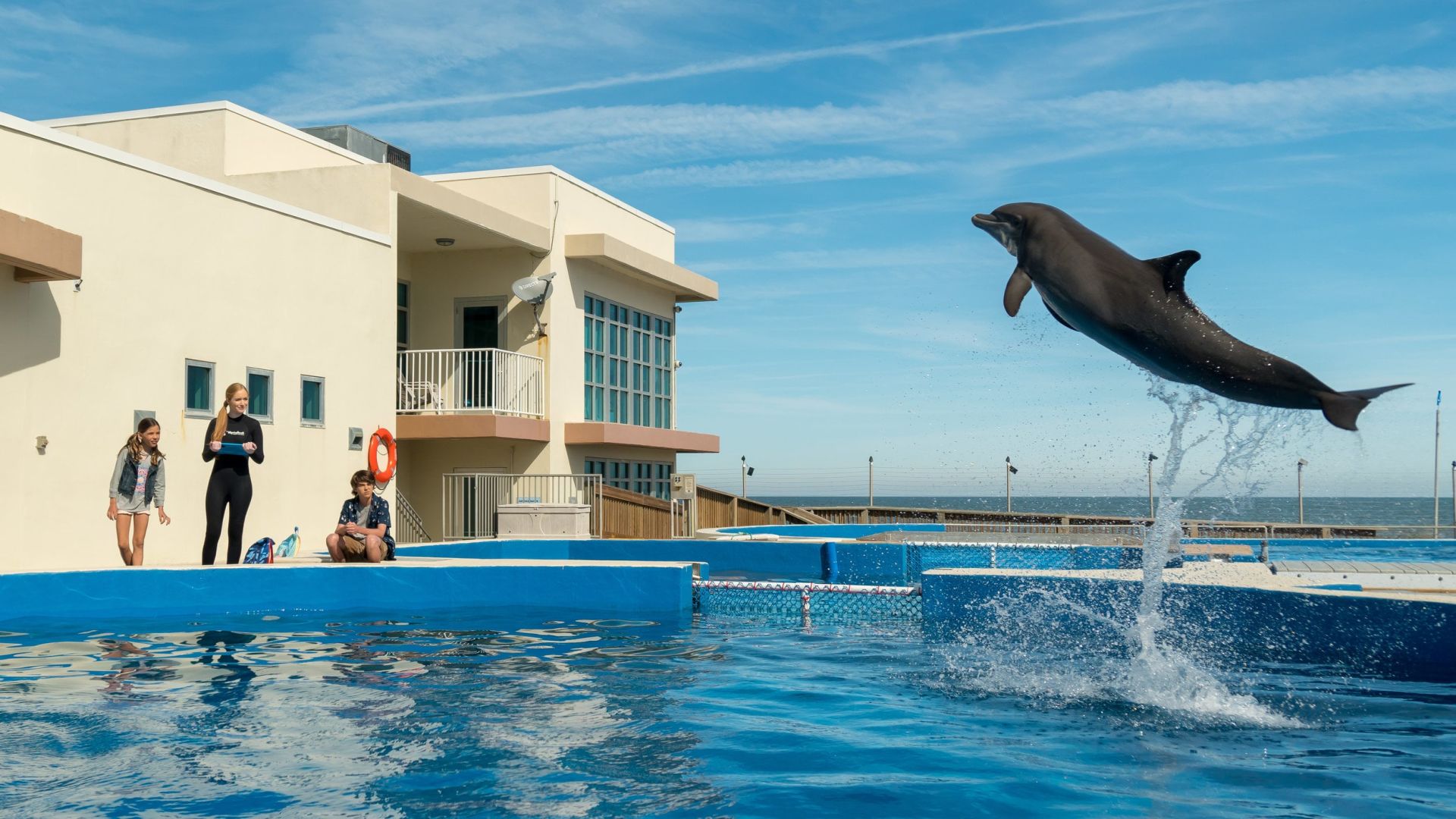 Bernie The Dolphin