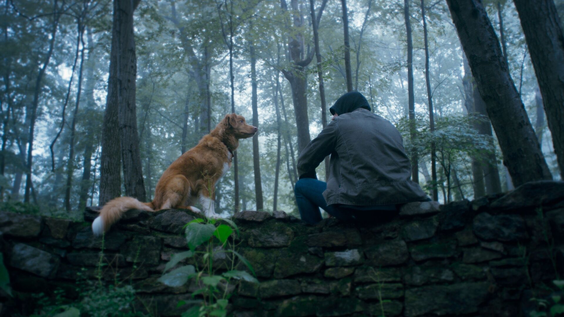 Good Boy