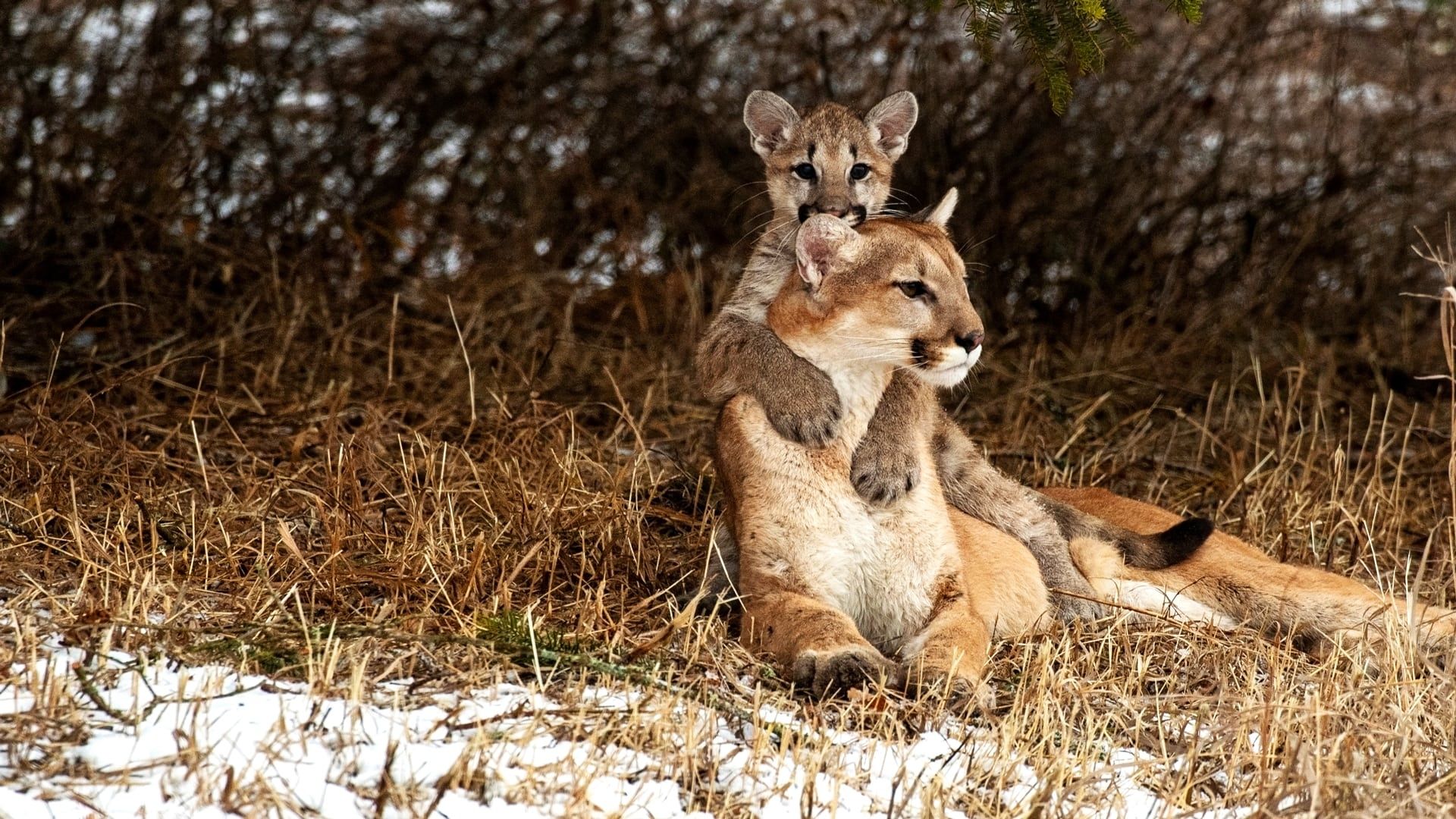 Man Vs. Puma