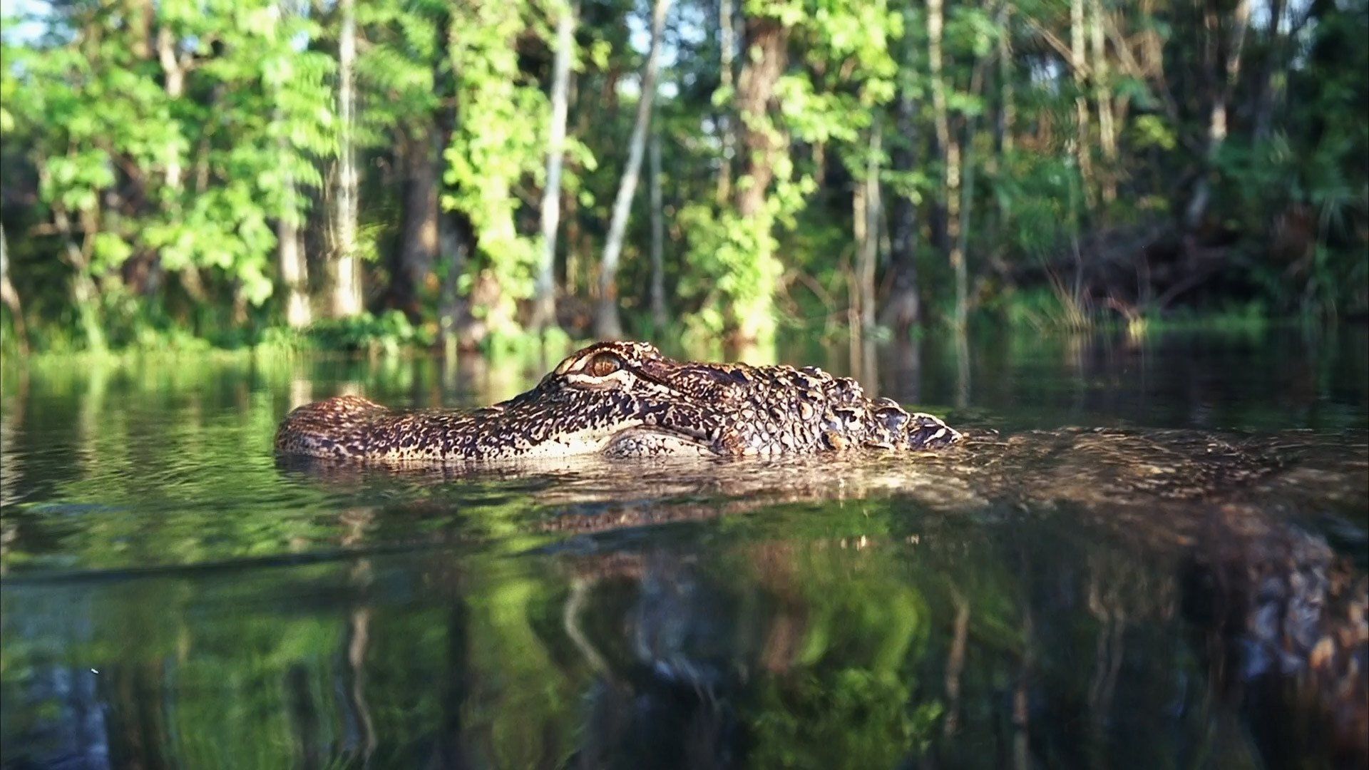 Hurricane on the Bayou