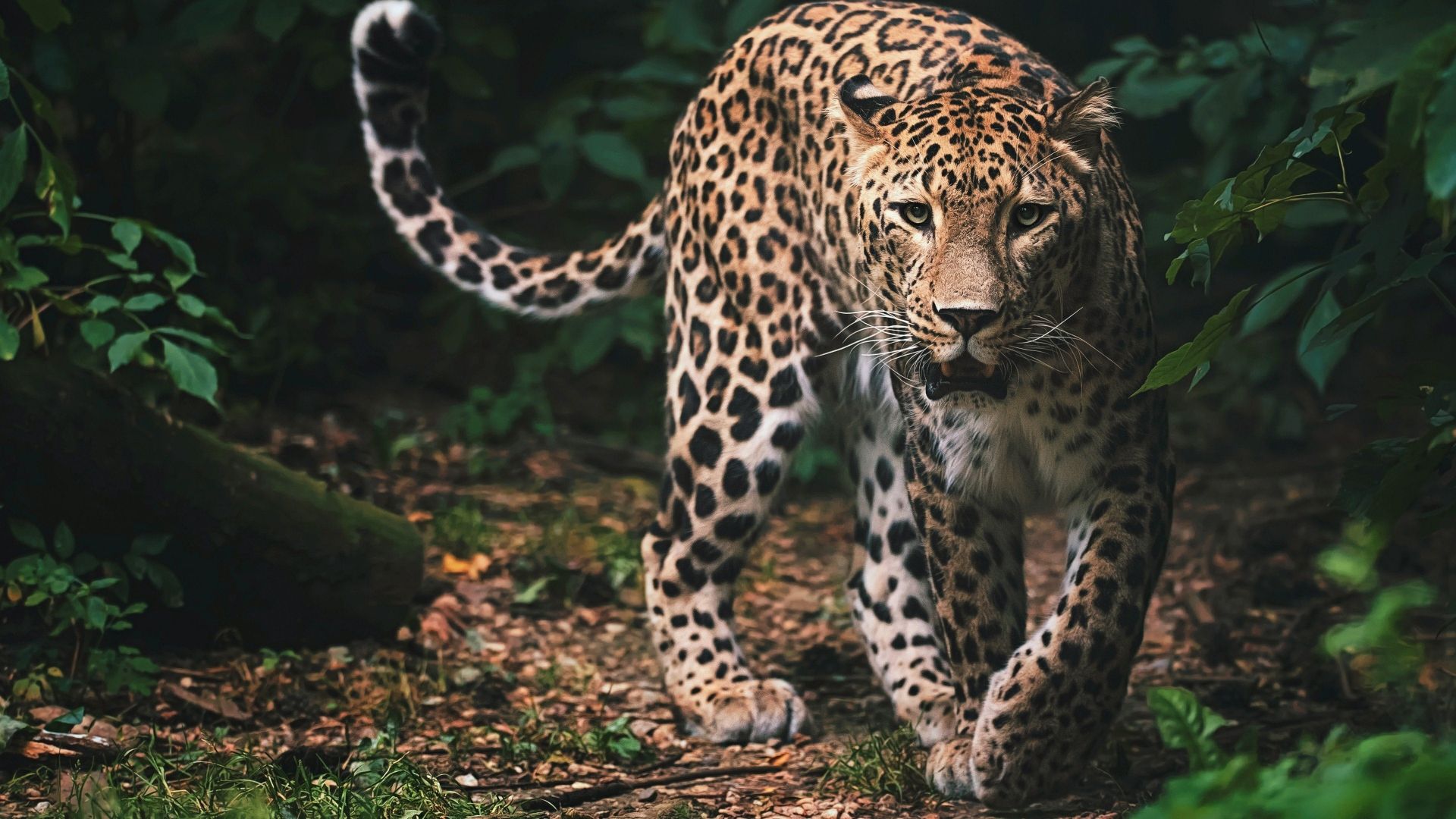 The Frozen Kingdom of the Snow Leopard