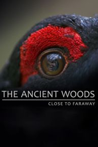 The Ancient Woods (2017)