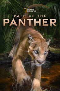 Path of the Panther (2022)