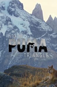 Into the Puma Triangle (2020)