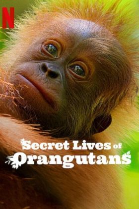 Secret Lives of Orangutans