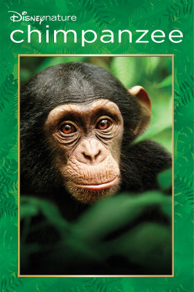 Chimpanzee