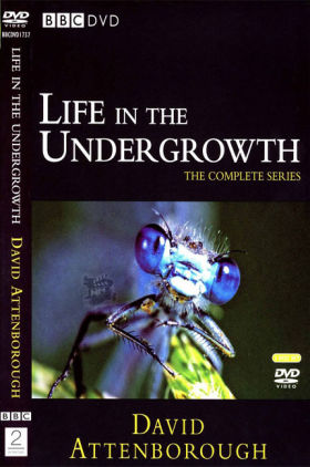 Life in the Undergrowth