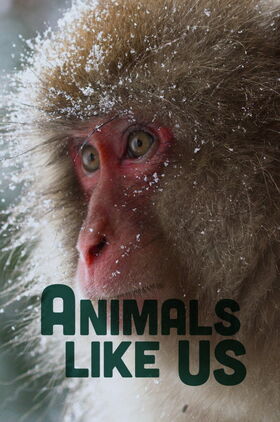 Animals Like Us