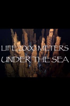 Life 2,000 Meters Under the Sea