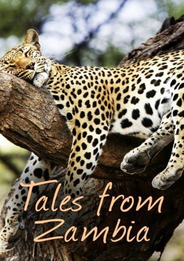 Tales from Zambia